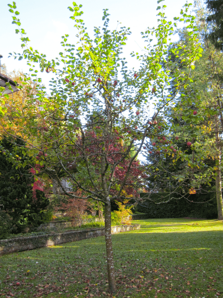 Le pommier planté il y a dix-neuf ans (© 2016 J-F Mayer).